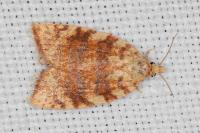 Aleimma loeflingiana