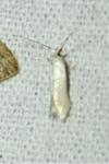 Opostega salaciella
