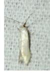 Opostega salaciella