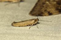Scythris