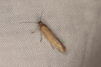 Scythris