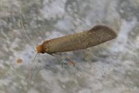 Nematopogon adansoniella