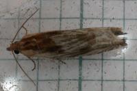 Eucosma gr. cana