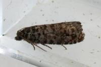 Barbara herrichiana