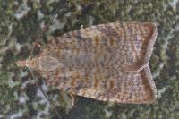 Aleimma loeflingiana