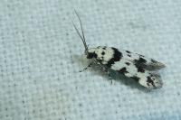Pseudotelphusa scalella