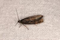 Gelechia sororculella