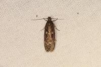 Gelechia sororculella