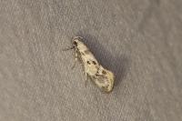 Herrichia excelsella