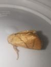 Apoda limacodes