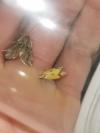 Agapeta zoegana