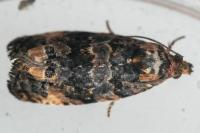 Endothenia