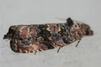 Endothenia