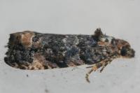 Endothenia