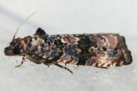 Endothenia