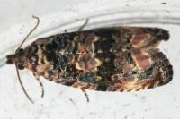Endothenia