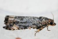 Endothenia