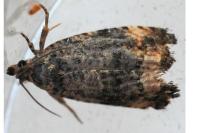 Endothenia