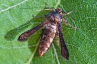 Microsphecia tineiformis