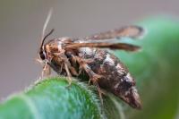 Microsphecia tineiformis