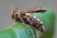Microsphecia tineiformis