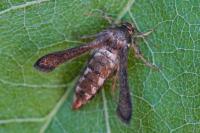 Microsphecia tineiformis
