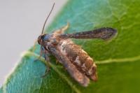 Microsphecia tineiformis