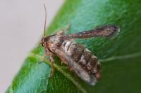 Microsphecia tineiformis