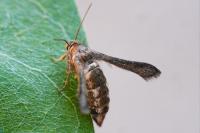 Microsphecia tineiformis