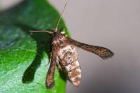 Microsphecia tineiformis