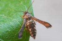 Microsphecia tineiformis