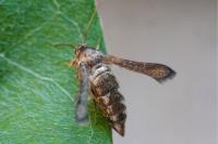 Microsphecia tineiformis