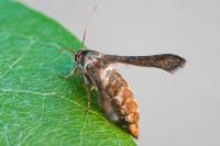 Microsphecia tineiformis