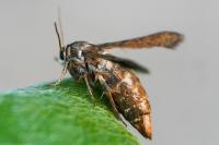 Microsphecia tineiformis