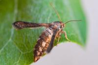 Microsphecia tineiformis