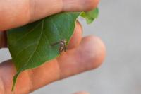 Microsphecia tineiformis