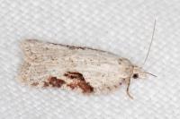 Acleris kochiella
