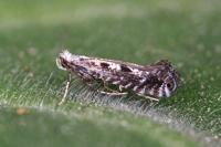 Parornix scoticella