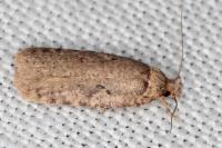 Agonopterix curvipunctosa