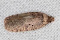 Agonopterix curvipunctosa