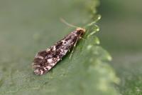 Nemapogon cloacellus