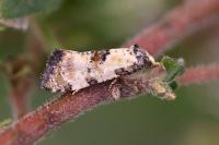 Brevicornutia pallidana