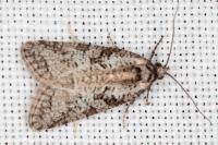 Cnephasia cupressivorana