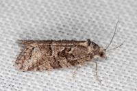 Cnephasia cupressivorana