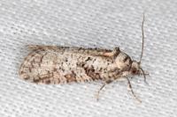 Cnephasia cupressivorana