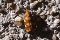 Aethes tesserana