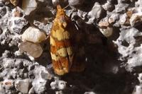 Aethes tesserana