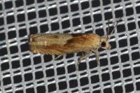 Eucosma gr. cana