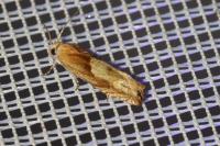 Eucosma gr. cana