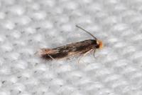 Stigmella roborella